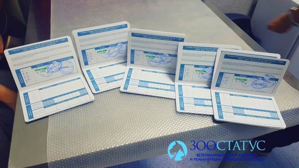 международные ветеринарные паспорта для животных