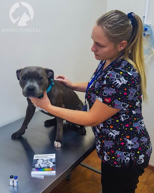 вакцинация собаки