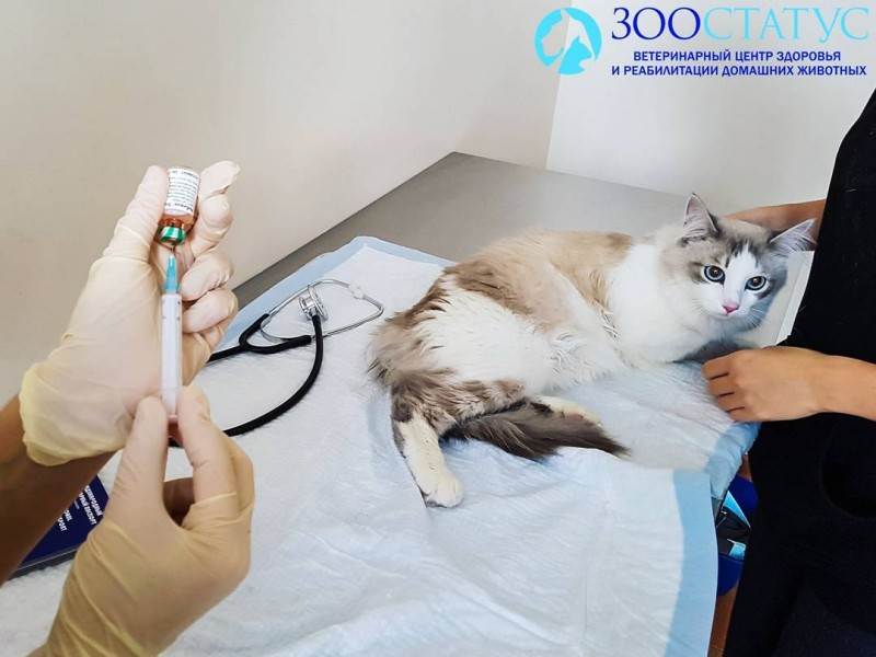 прививка для кота