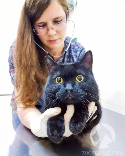 Прививка кошке Фото вакцинация кошки