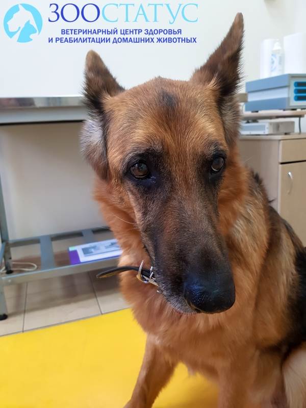 опущение матки у собак