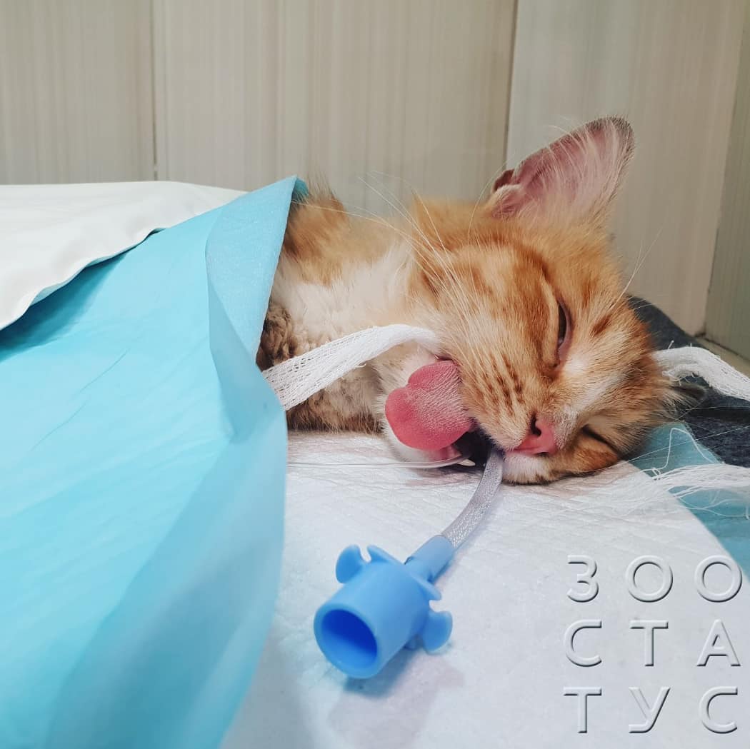 Травма от падения с высоты у кошек Фото высотная травма у кошек