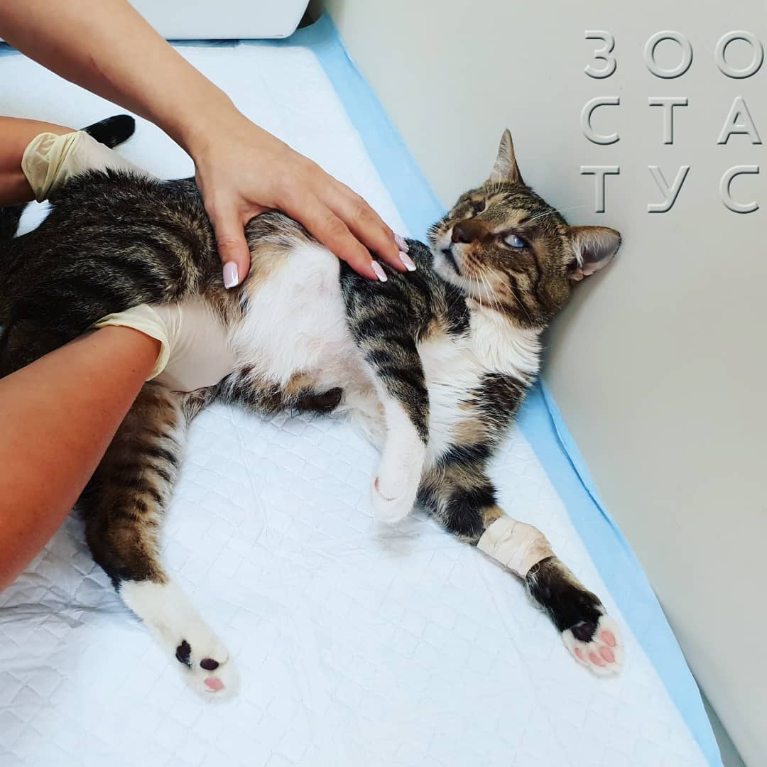 Травма от падения с высоты у кошек Фото высотная травма у кошек