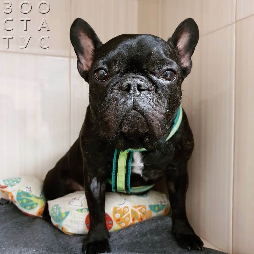 теплый нос у собаки