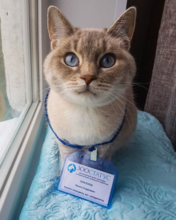 полезный блог о кошках и собаках