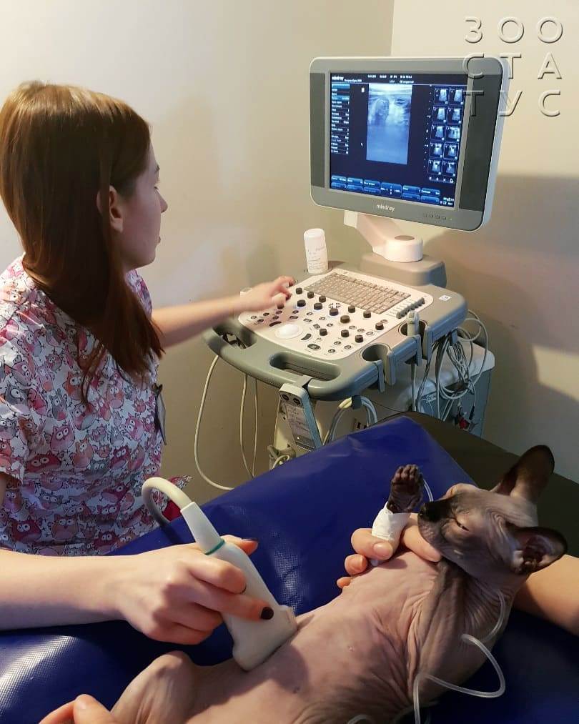 Вздутие живота у кошек Фото большой живот у кошки