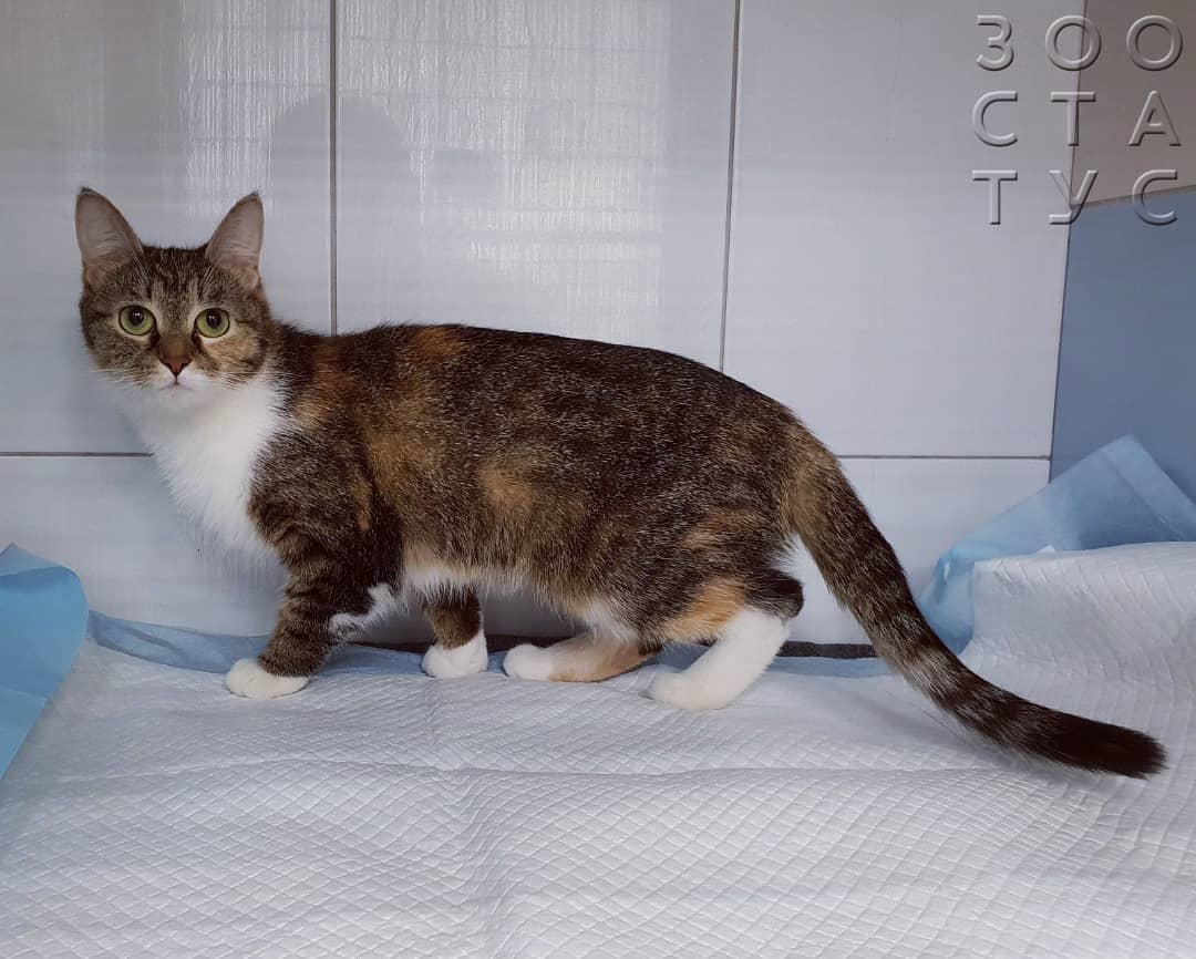 Вздутие живота у кошек Фото большой живот у кошки