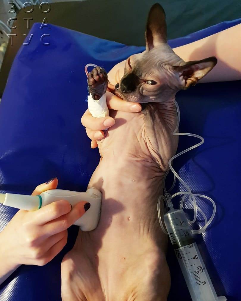 Вздутие живота у кошек Фото большой живот у кошки